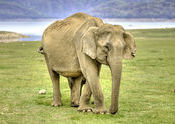 Jim National Corbett Park by Mohamed Majid.  Tags: Uttarakhand, Ramnagar, Nainital, national, Jim Corbett National Park.