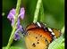 Butterfly at Mahim Nature Park
