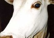 Cow, Arambol by charlottehagg.  Tags: Arambol, Goa.