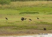 Wildlife in Tirunelveli by Digital Drifter.  Tags: peacock, Wildlife Sanctuaries and National Parks.