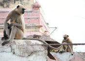 What IS that thing? by BabeInTheWoods.  Tags: Orchha, Madhya Pradesh, monkey, Wildlife Sanctuaries and National Parks.