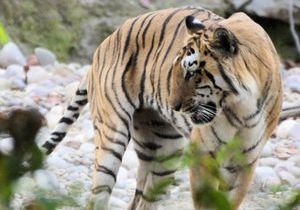Tiger at Bijrani