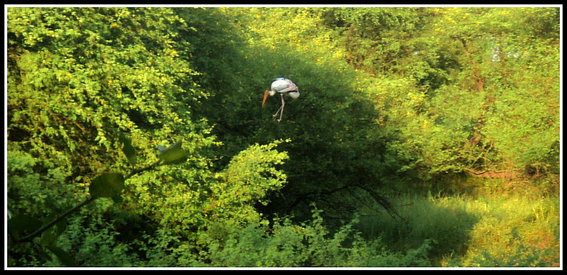 Is that a Painted Stork? Is that a Painted Stork?