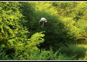 Is that a Painted Stork? by aarosh.  Tags: Rajasthan, Bharatpur, Keoladeo National Park, stork.