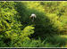 Is that a Painted Stork?