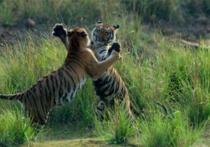 Tigers Waltzing !!!! Tigers Waltzing !!!!
