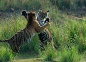 Tigers Waltzing !!!!