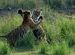 Tigers Waltzing !!!!