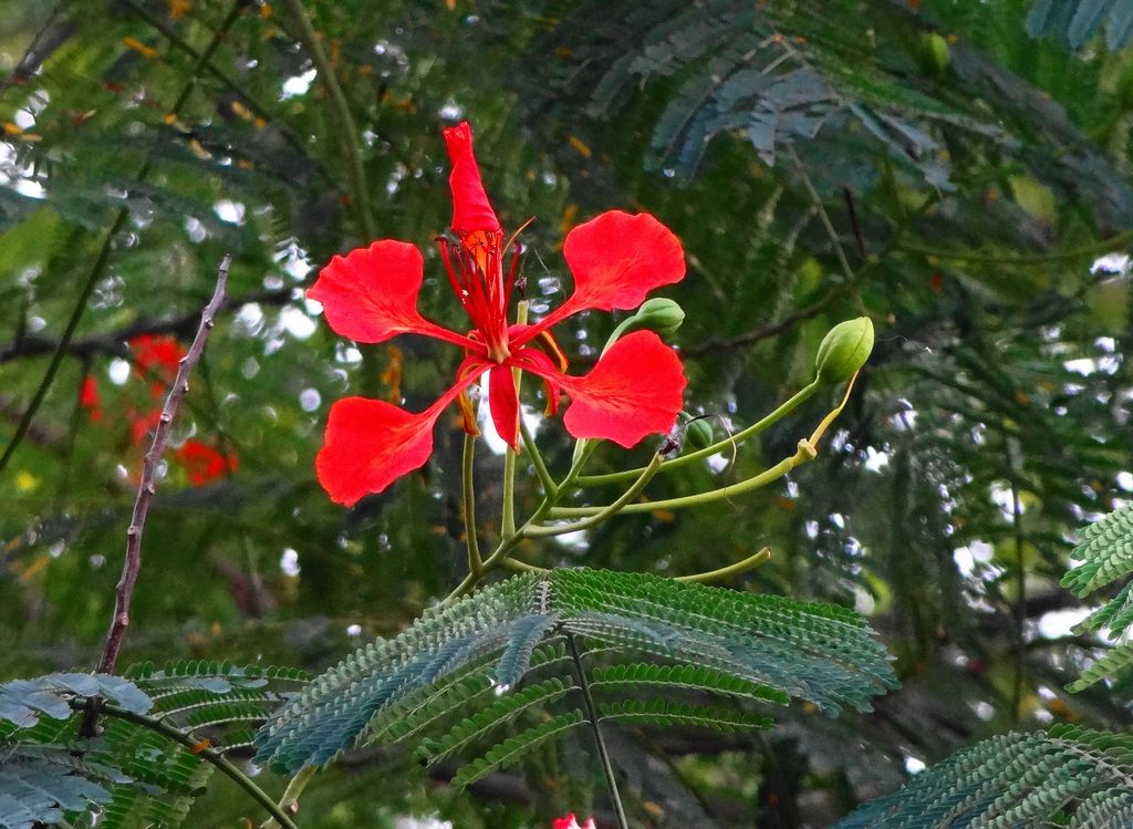 Kumbakonam Gulmohar Flower India Travel Forum
