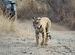 Ranthambhore Trip May 2010