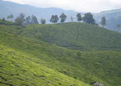Munnar by VJRD.  Tags: Munnar, Kerala, tea garden, Landscapes.