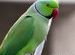 Rose-ringed Parakeet.