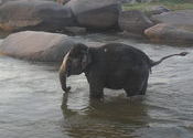 Bathing Elephant by kayozz.  Tags: elephants, elephant, Wildlife Sanctuaries and National Parks.
