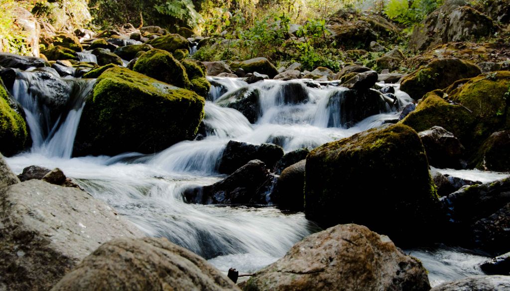 Barsey Rhododendron Sanctuary India Travel Forum