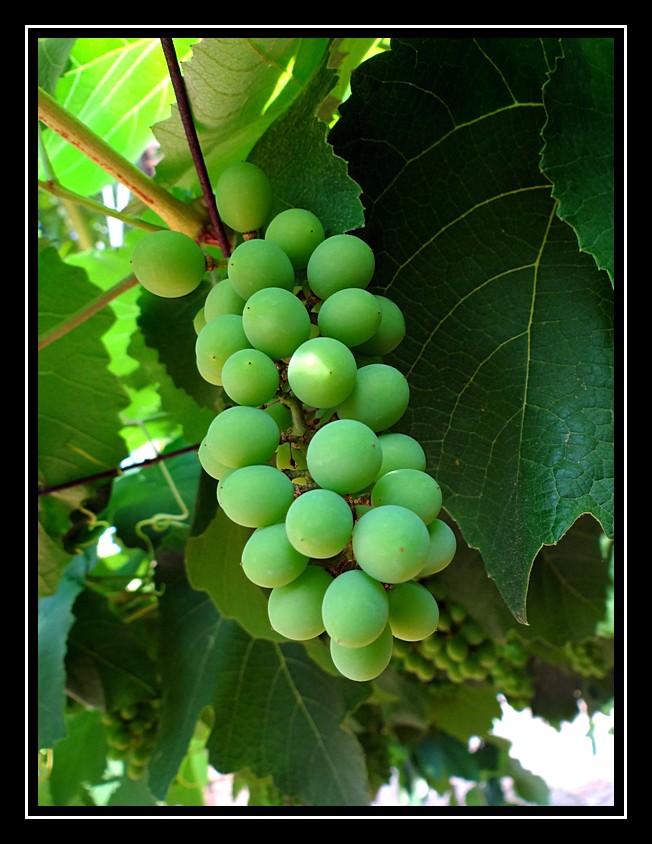 Unripe Grapes India Travel Forum