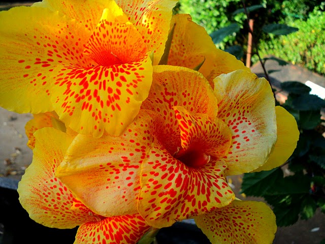 Flower_at_garden_near_Nakki_Lake Flower_at_garden_near_Nakki_Lake