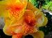 Flower_at_garden_near_Nakki_Lake
