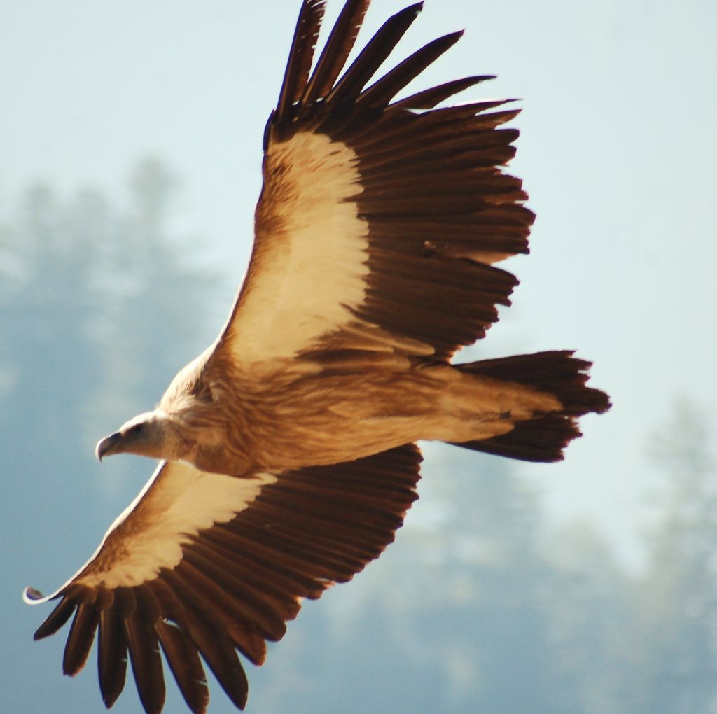 The vultures are out....... The vultures are out.......