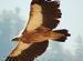 The vultures are out.......