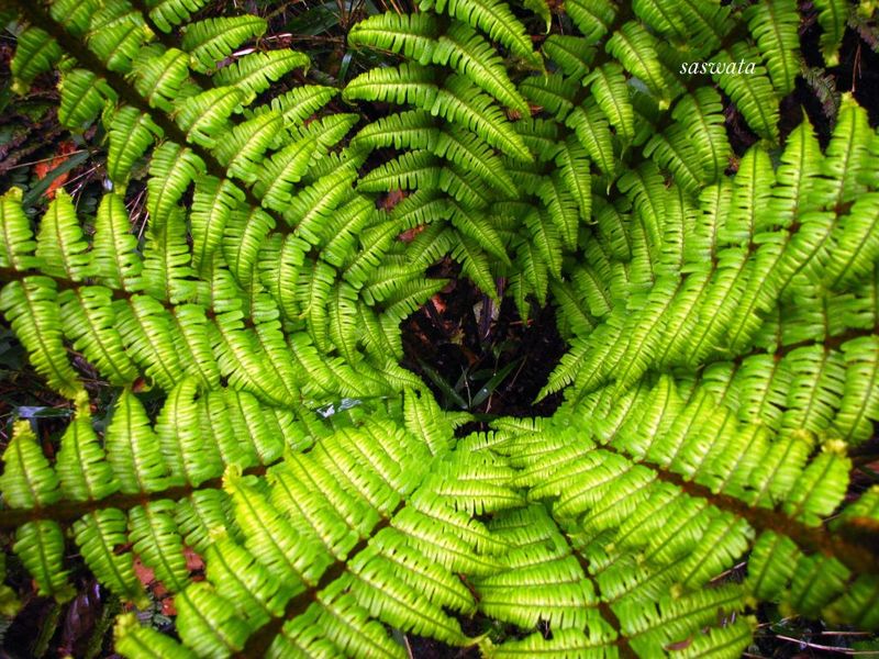 Fern_in_the_jungle_at_Versey - India Travel Forum | IndiaMike.com