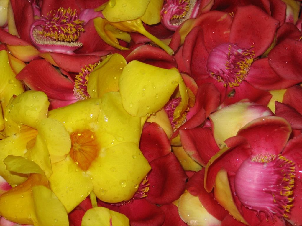 red and yellow red and yellow