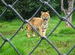 King of the Jungle