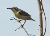 Purple Sunbird Female by Manan Shah.  Tags: Gujarat, Kheda, canon, sigma, Purple Sunbird, birds.