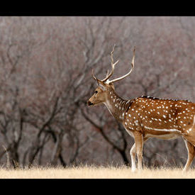 Spotted Deer: Spotted Deer Spotted Deer: Spotted Deer