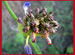wild flower