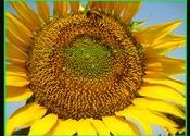 Here is the honey by aroysnapsit
