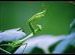 Go Green