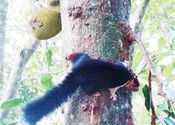 Giant Malabar Squirrel by snonymous.  Tags: Kerala, Periyar Tiger Reserve, giant squirrel, squirrel, malabar, Wildlife Sanctuaries and National Parks.