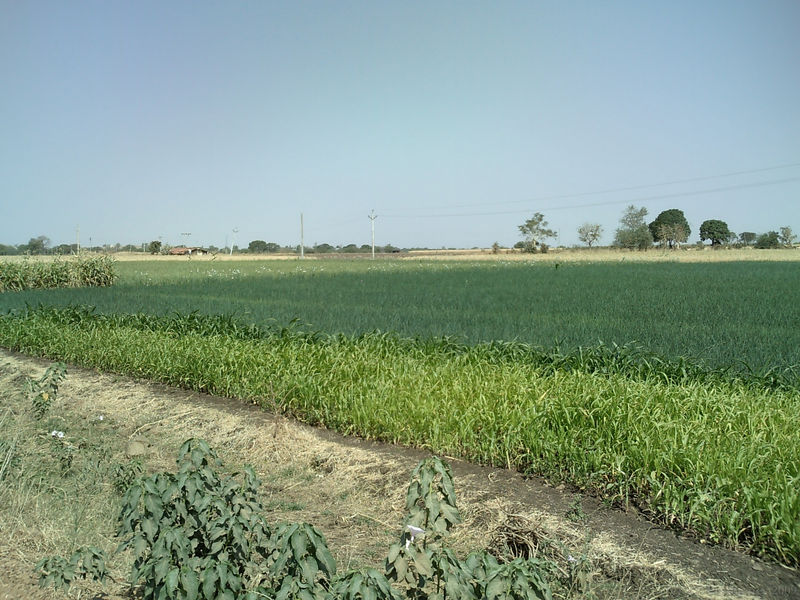 Green fields of Madhya Pradesh India Travel Forum