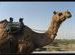 Camel on the Road