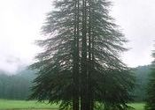 Six-in-one tree at Khajjiar by Sadanand Kamath.  Tags: Khajjiar, Himachal Pradesh.