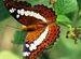Beautiful Commander Butterfly at Mahim Nature Park