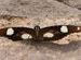 Butterfly 1, Sanchi