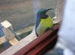 Peeping Tom