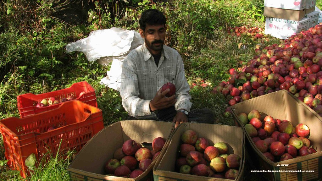 Apple Harvesting, Phahelua Village_Harsil, Uttarkashi, Garhwal
