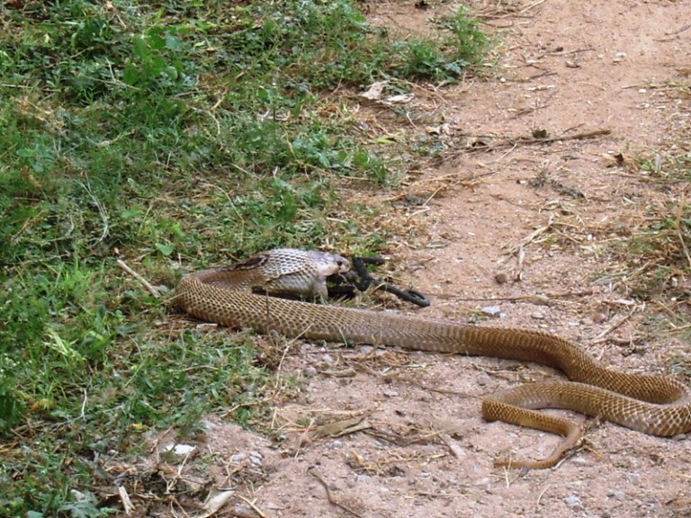 King Cobra on Lunch Break King Cobra on Lunch Break