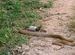 King Cobra on Lunch Break