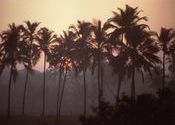 Benaulim at dawn by Serena.  Tags: Benaulim, Goa.
