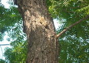 Squirrel in Delhi 2 by tripsammy.  Tags: New Delhi, Delhi, squirrel.