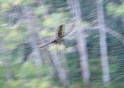 White striped tiger spider? by tripsammy.  Tags: Kerala, tiger, spider, Periyar National Park and Wildlife Sanctuary.