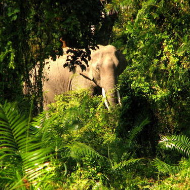 My best India Vacation - A trip through five National Parks