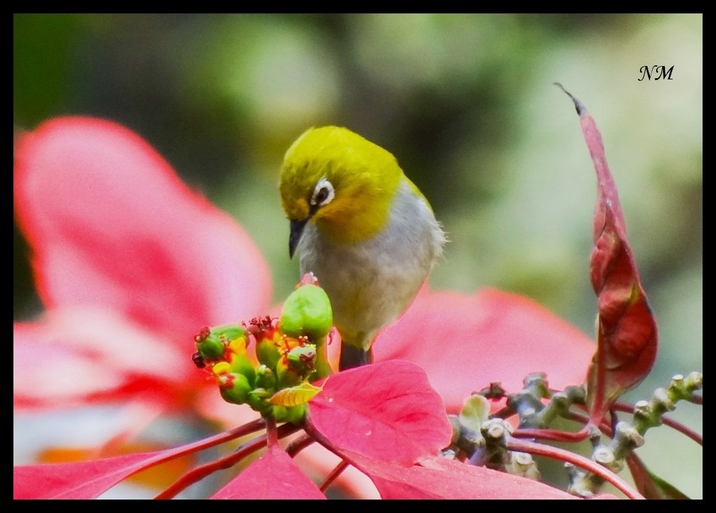 Oriental White-eye Oriental White-eye