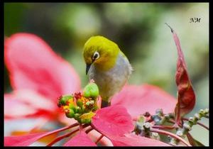 Oriental White-eye