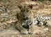 Leopard at Borivali National Park