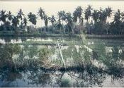 Tamil Nadu monsoon floods by machadinha.  Tags: Tamil Nadu, Landscapes, Monsoons, Tamil.