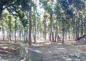 The Green by dcyouth.  Tags: Jharkhand.